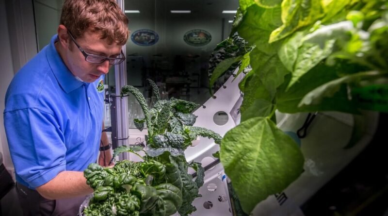 Alface cultivada no espaço apresenta maior risco de doenças para astronautas
