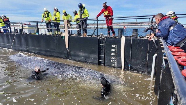 Baleia Timmy, a fêmea que comoveu o mundo, encontrada morta na Dinamarca