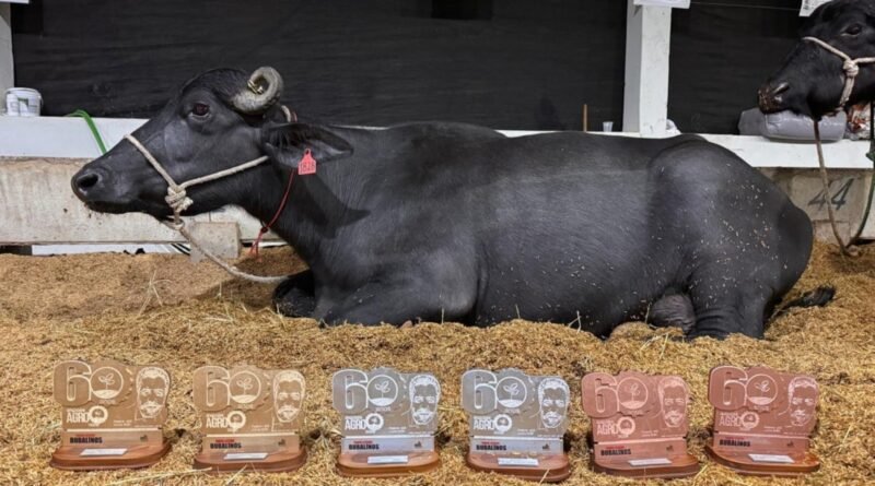 Búfala brasileira quebra recorde mundial ao produzir 40,250 quilos de leite