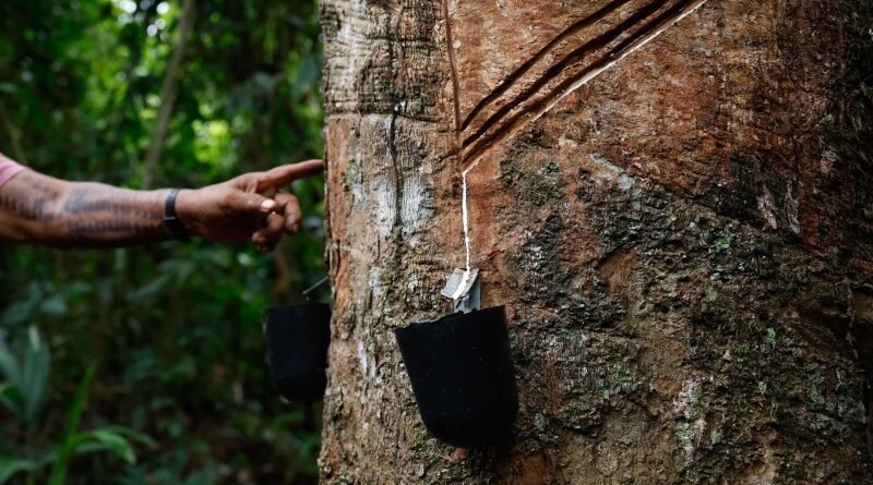 CAE aprova criação de abono natalino para soldados da borracha