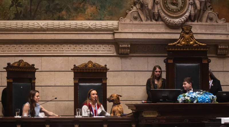 Cão resgatado das ruas se torna membro inédito da mesa da Câmara do Rio