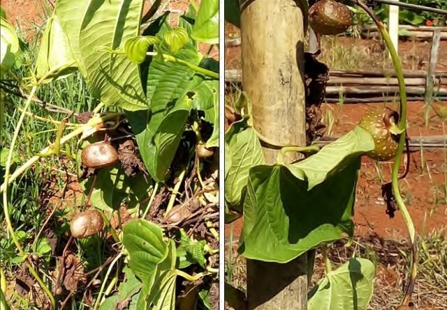 Cará-do-ar: curiosidades e dicas essenciais para o cultivo
