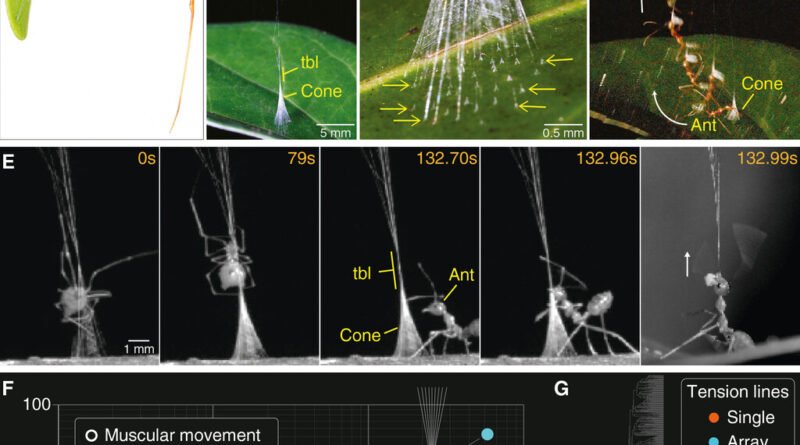 Cientistas descobrem nova espécie de aranha-balista na Austrália com especialização definitiva