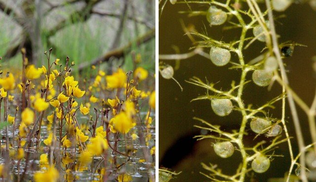 Cola, sucção e jaulas: o mecanismo de captura das plantas carnívoras