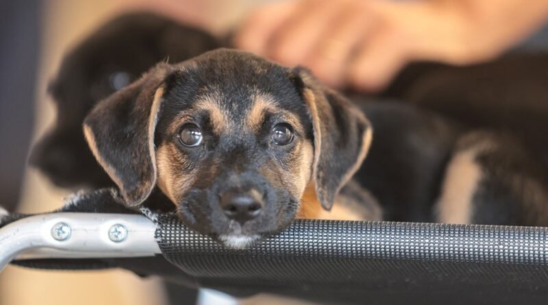 Comissão aprova política educacional voltada para a proteção dos animais