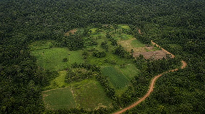Conab e BNDES apresentam resultados iniciais do projeto Amazônia Viva