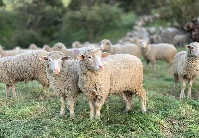Copa do Mundo revela mais ovelhas do que pessoas e traz curiosidades sobre o agronegócio através de quiz