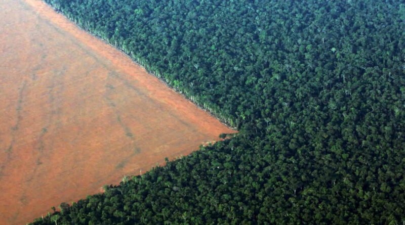 Desmatamento na Amazônia registra queda de 61,4% em maio em relação ao ano anterior, aponta governo