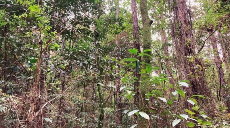 Dia do Meio Ambiente mobiliza setor para plantar 2,2 milhões de árvores diariamente