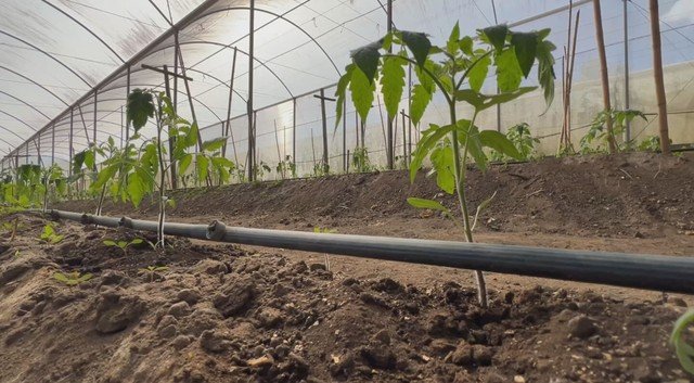 Diminuição de jovens no campo em interior de SP levanta preocupações sobre sucessão no agronegócio