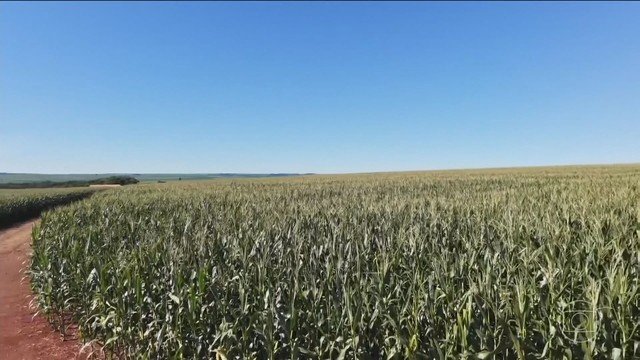El Niño intenso torna safras tropicais mais vulneráveis