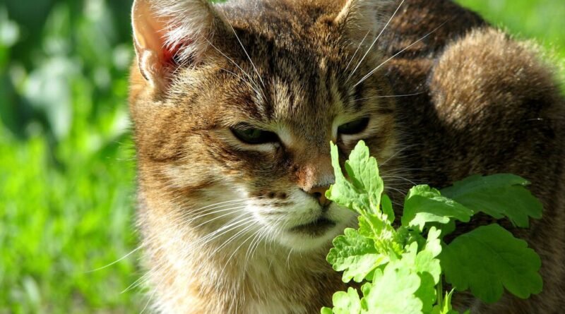 Estudo revela que felinos preferem outra planta em vez da erva-de-gato