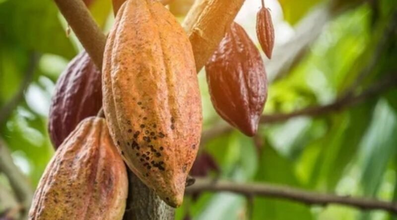 Estudo revela que genética e nutrição podem aumentar produtividade do cacau em até 32%