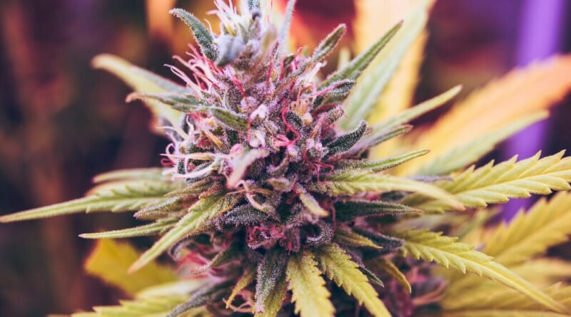 Estudo revela que uso de cannabis na adolescência duplica risco de doenças mentais graves