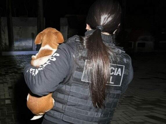 Ex-secretária de Canoas e veterinárias são presas por suposta fraude em eutanásia de cães e gatos