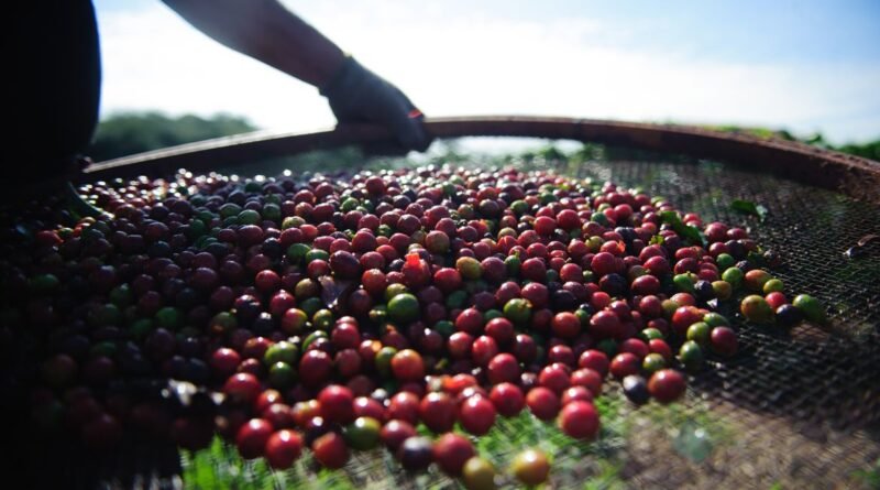 Exportação de café cresce 3,6% em maio, mas receita registra queda de 16%