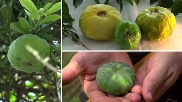 Gabiroba gigante é fruta rara da Mata Atlântica rica em vitamina C e benéfica para a saúde intestinal