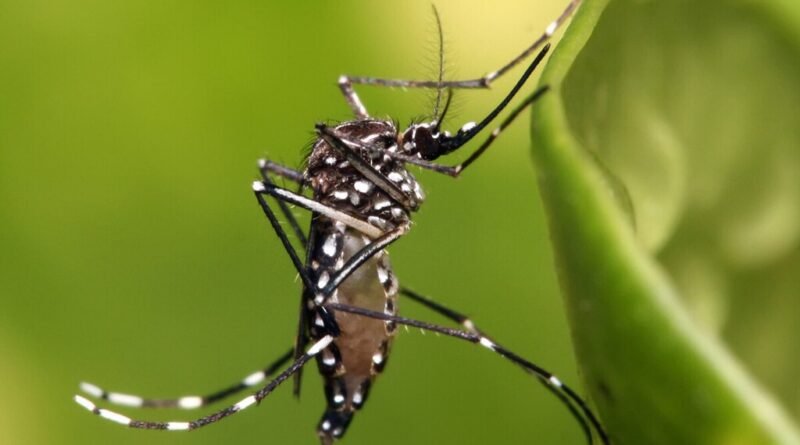 Google pede autorização para liberar 32 milhões de mosquitos infectados após anos de experimentos discretos