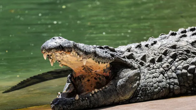 Homem é detido sob suspeita de lançar criança em lago com crocodilos na Inglaterra