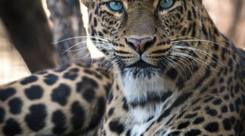 Leopardos da África do Sul diminuem para metade do tamanho original