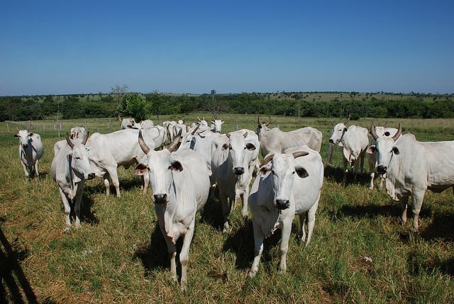 Mercado do boi gordo fecha semana atento à China com preços estáveis