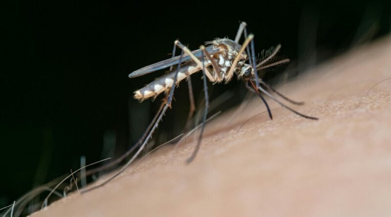 Método inovador promete eliminar mosquitos usando papel higiênico