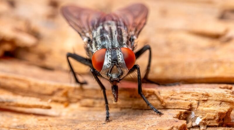 Métodos caseiros eficazes para eliminar moscas de forma definitiva