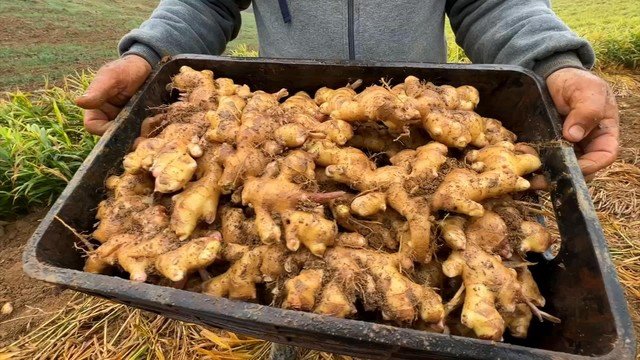 Métodos Eficazes para o Cultivo de Gengibre