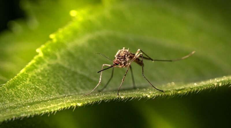 Mosquito da dengue aprende a associar repelente a abundância de alimento, desafiando a lógica do produto