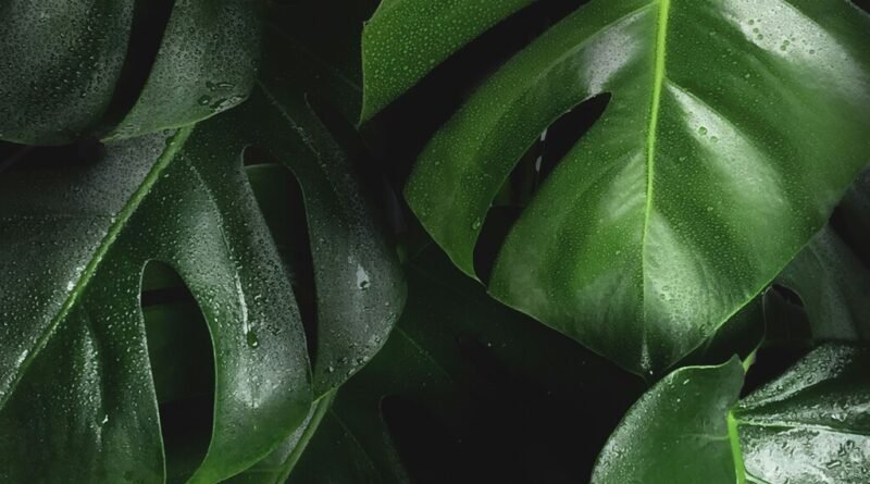 Nova pesquisa indica que plantas podem permanecer na Terra por até 2 bilhões de anos