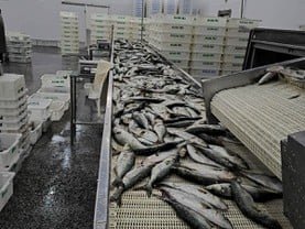 Operação aumenta combate à pesca ilegal e apreende mais de 100 toneladas de pescado