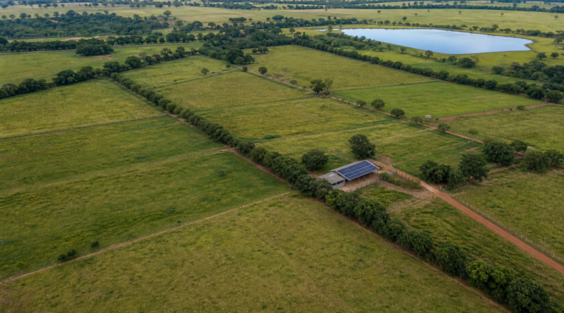 Pecuária de baixo carbono destaca-se como diferencial competitivo para a carne brasileira