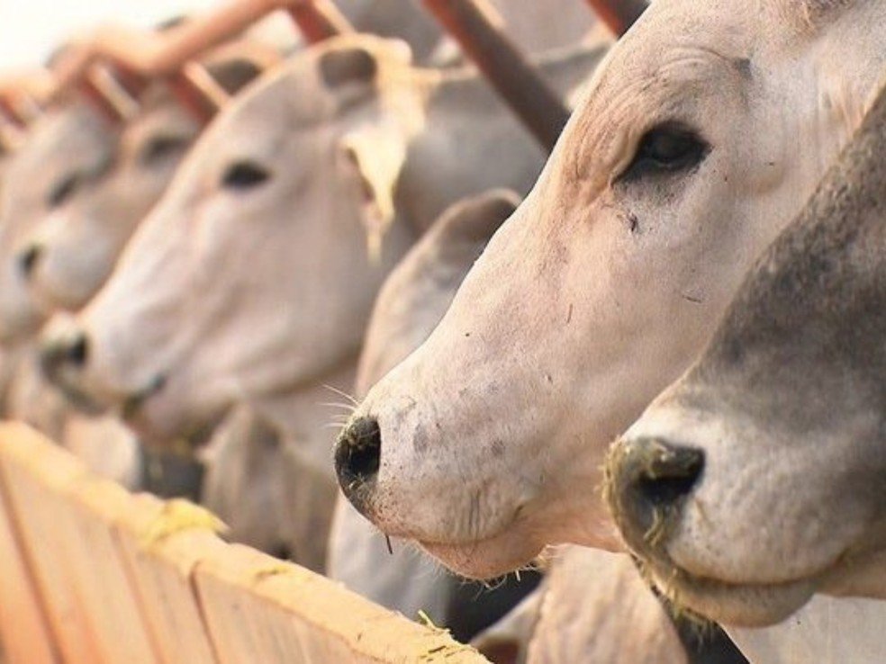 Cabeças de gado; criação bovina; bois no Acre