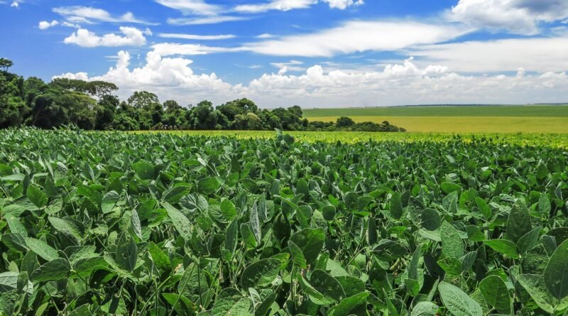 Produção de soja da Argentina alcançará maior volume em sete anos