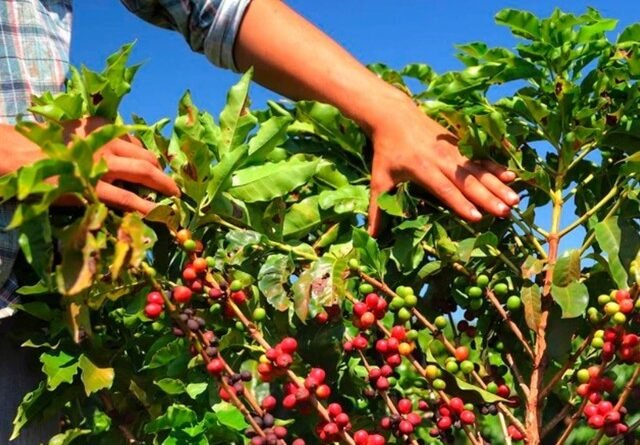 Relatório aponta uso excessivo de pesticidas na produção global de café