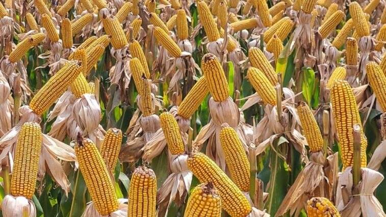 Rio Grande do Sul registra recorde de 57 mil agricultores familiares na safra 2026/2027 com Programa Milho 100%