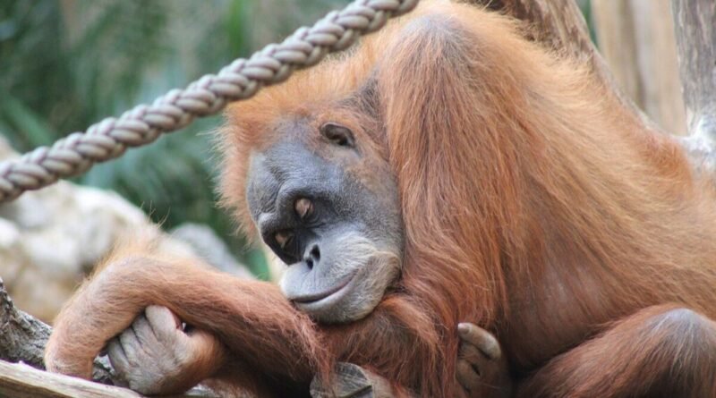 Ser humano é o primata que menos dorme e ciência afirma que somos um experimento evolutivo radical