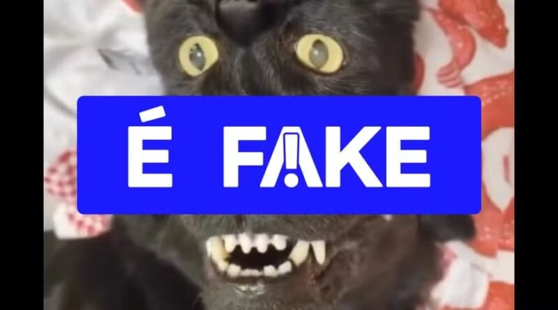Vídeo viral de ilusão de ótica com cão e gato de ponta-cabeça é falso