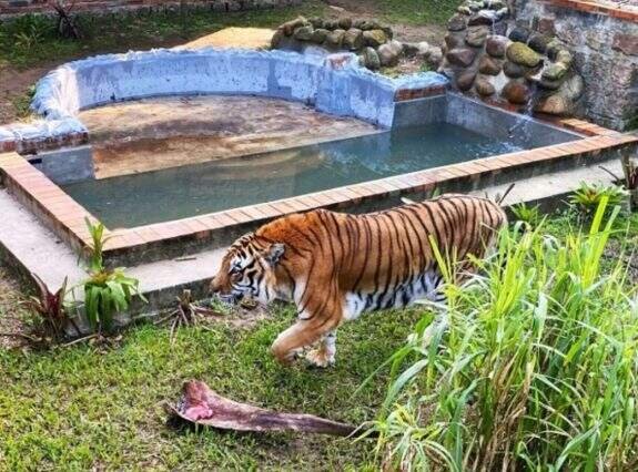 Zoológico de Sapucaia reabre após um mês fechado por suspeita de gripe aviária