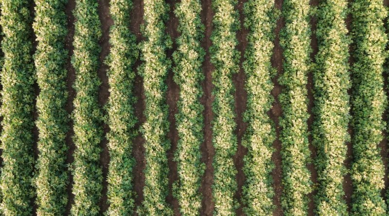 Agricultura regenerativa visa converter práticas sustentáveis em geração de renda