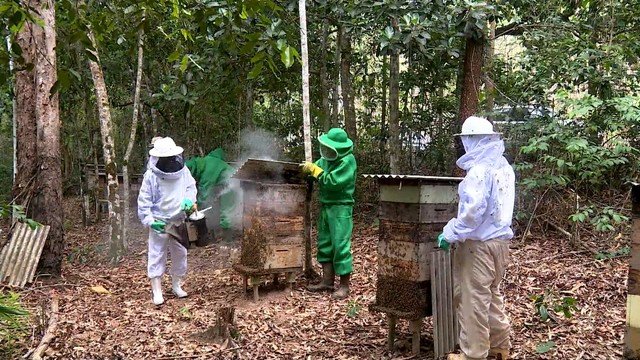 Apicultores de Aracruz utilizam áreas de preservação ambiental para produção de mel e geração de renda