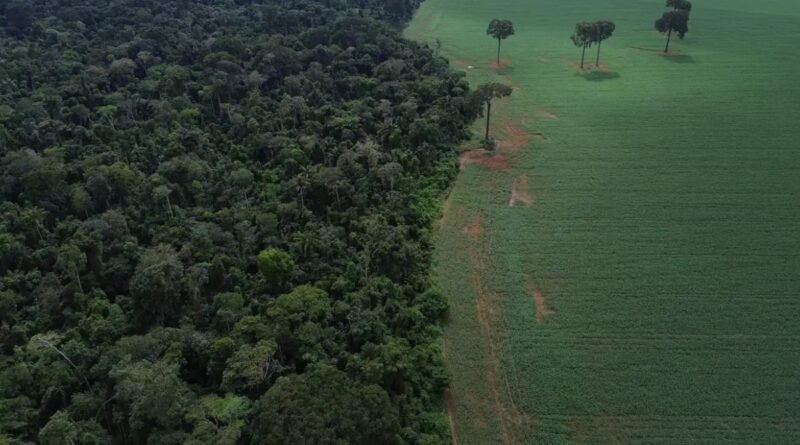 BNDES planeja mobilizar até R$ 6 bilhões para o mercado de crédito de carbono