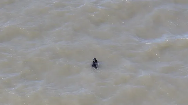 Cão desaparecido por semanas é resgatado nadando nos EUA