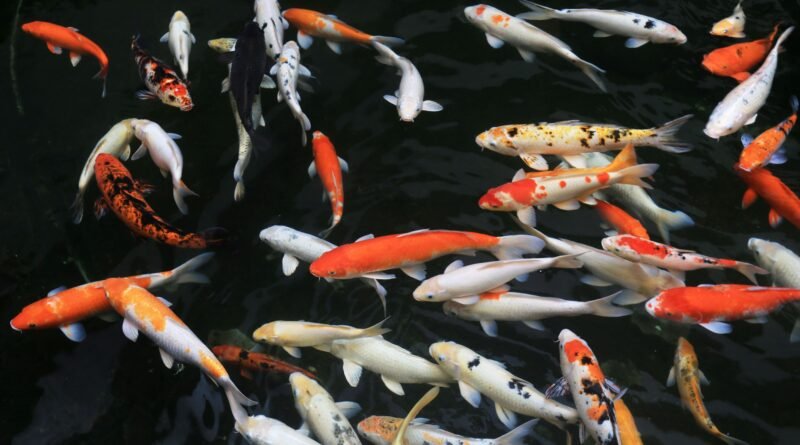 Carpa nishikigoi pode atingir valor de até US$ 1,5 milhão