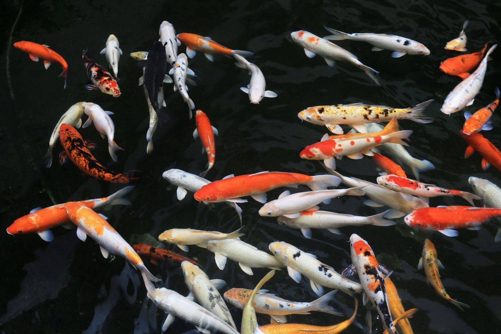 Carpa nishikigoi pode atingir valor de até US$ 1,5 milhão
