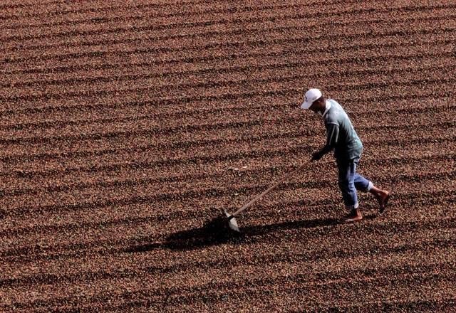 Colheita de café no Brasil atinge 78% e continua com atraso, segundo consultoria