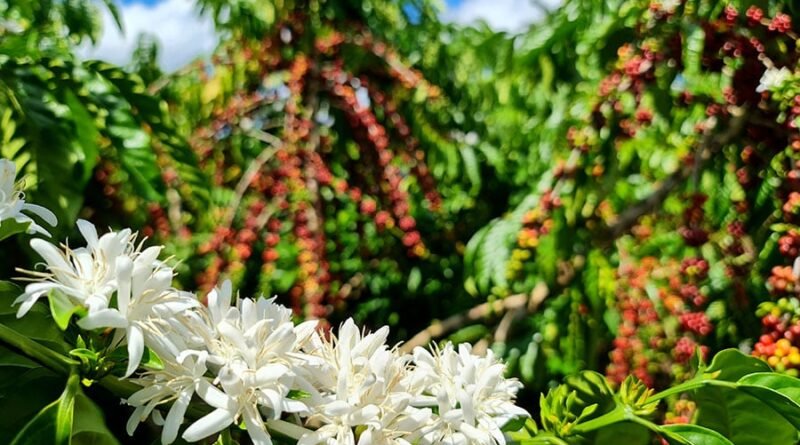 Concurso destaca os melhores cafés robustas da Amazônia e orienta sobre como participar