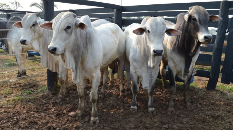 Conflito entre pecuaristas e frigoríficos resulta em cotação do boi gordo a R$ 315 por arroba