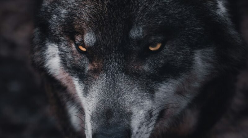 Descoberta de lobos de 5 mil anos atrás altera compreensão sobre domesticação de cães e outros animais
