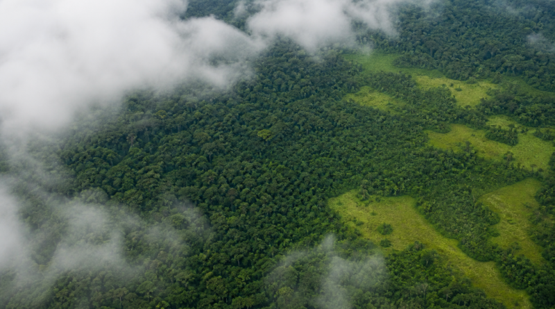 Desmatamento na Amazônia registra queda de 35% em junho de 2026